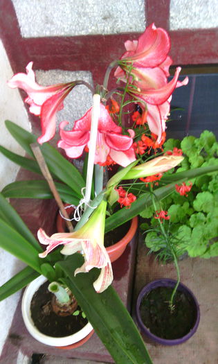 IMG_20150609_090910[1]