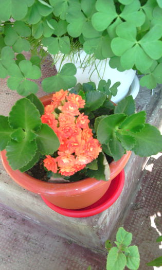 IMG_20150607_180901[1] - Genul Kalanchoe