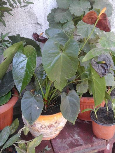 020 - Anthurium Black Queen-multumesc TisiAlina