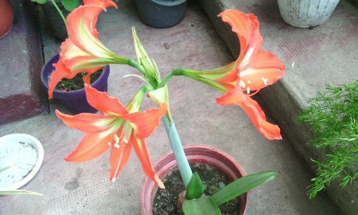 IMG_20150614_134653[1] - Amarilisii mei