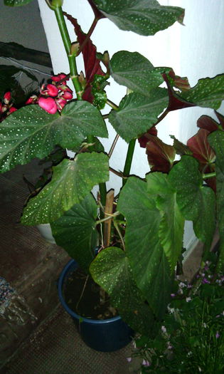 IMG_20150612_215431[1] - begonia lucernae