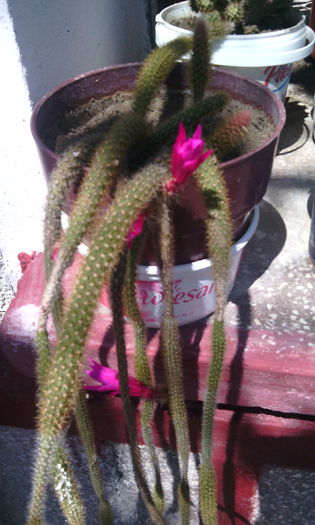 IMG_20150613_145357[1] - CACTUSI si SUCULENTE
