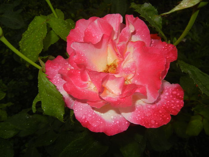 2015, May 25