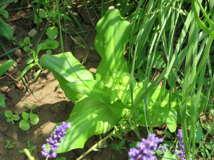 2015 IMG_0584 - Eucomis bicolor