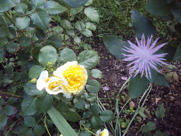 DSC08761 - 1 Clematite 2015
