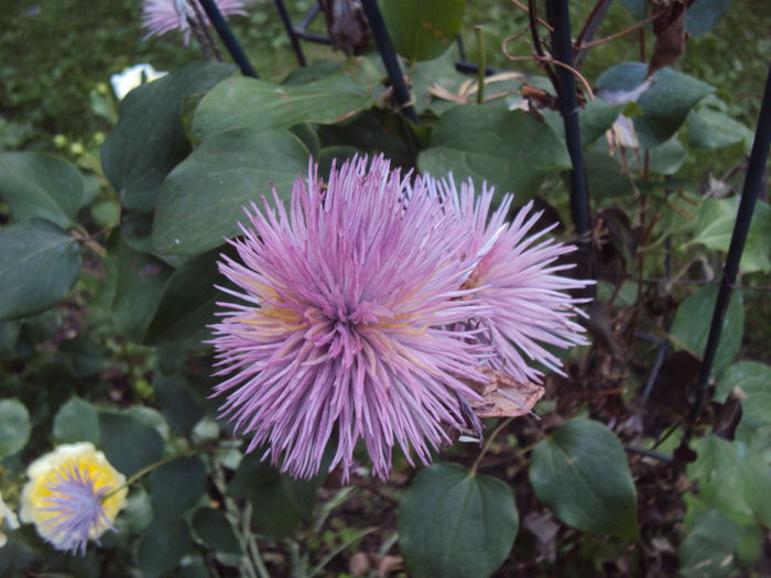 DSC08762 - 1 Clematite 2015