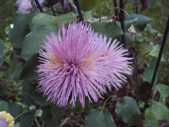 DSC08763 - 1 Clematite 2015