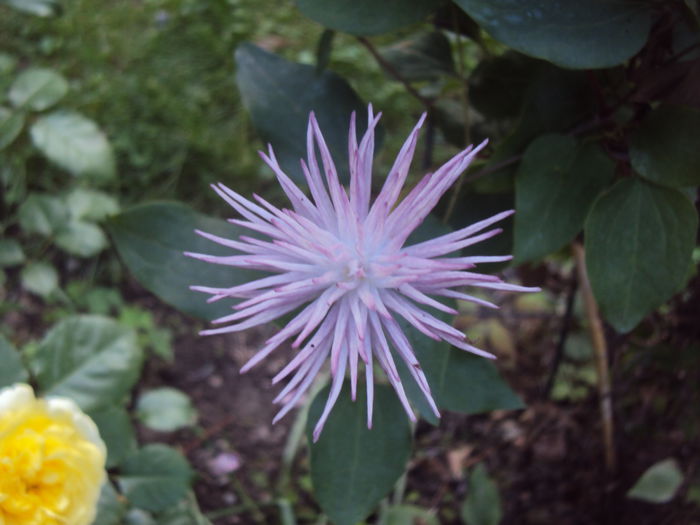DSC08764 - 1 Clematite 2015