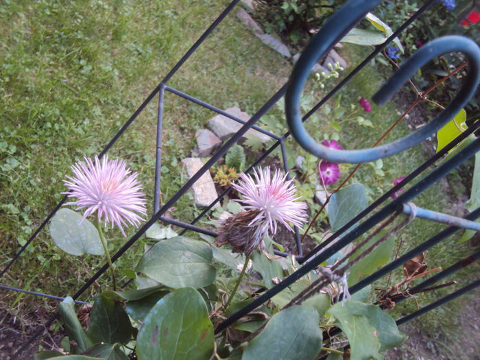 DSC08766 - 1 Clematite 2015