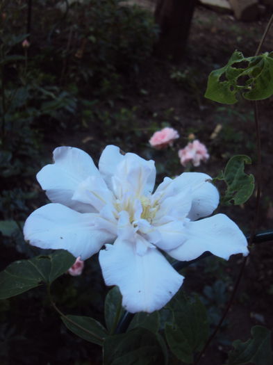DSC08846 - 1 Clematite 2015