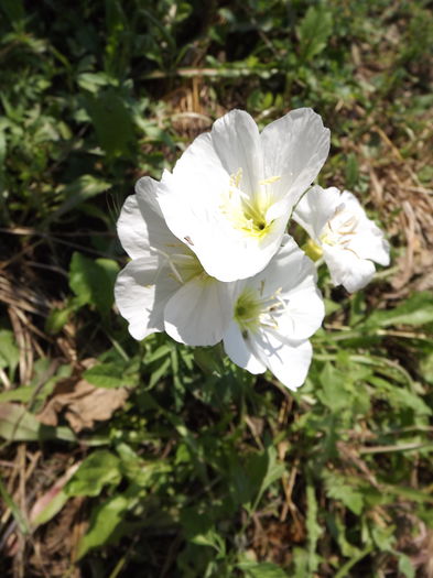 DSCF3971 - Flori amestec