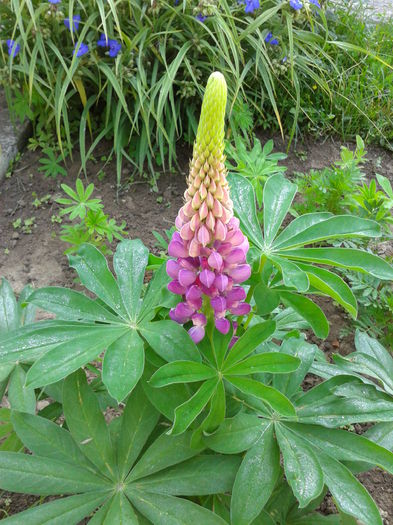 Fotografie0016 - AAAAA_LUPIN 2015_2017_2018_2019_2020