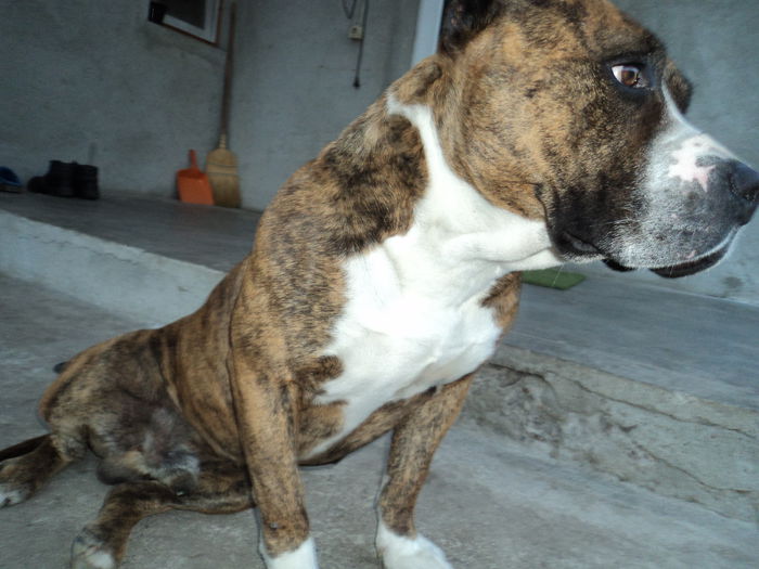 AMERICAN STAFFORDSHIRE TERRIER - PAZA PORUMBEILOR