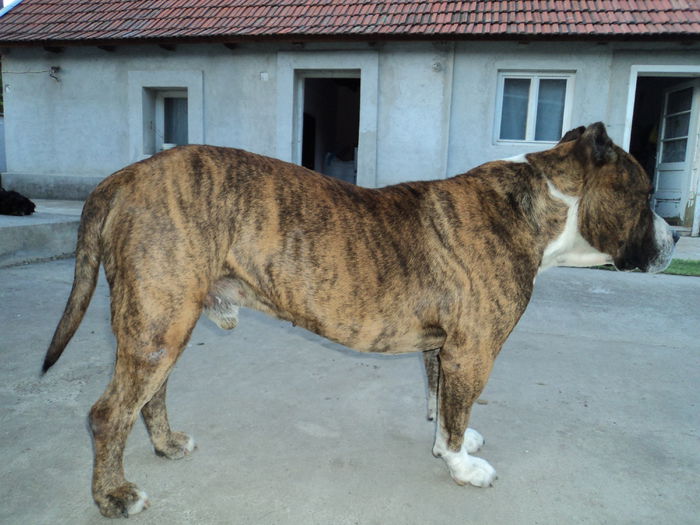 AMSTAFF - PAZA PORUMBEILOR