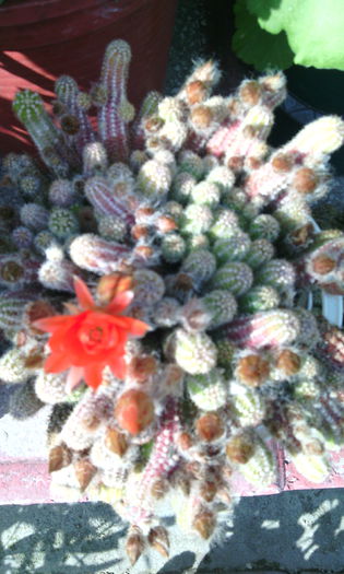 IMG_20150614_171248[1] - CACTUSI si SUCULENTE