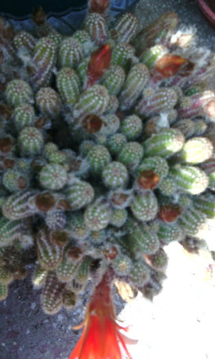 IMG_20150614_171314[1] - CACTUSI si SUCULENTE