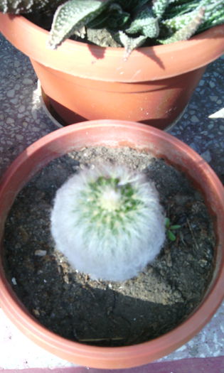 IMG_20150614_171346[1] - CACTUSI si SUCULENTE