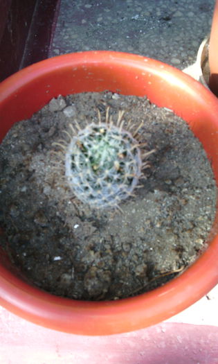 rog identificare - CACTUSI si SUCULENTE