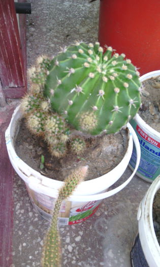 IMG_20150614_171429[1] - Genul Echinopsis