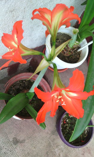 IMG_20150614_171913[1]