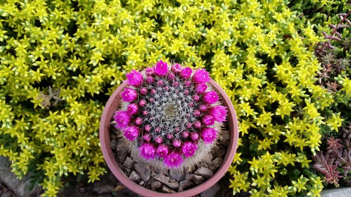 mammillaria matudae - cactusi 2015