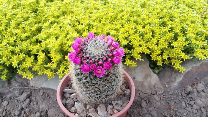 mammillaria matudae