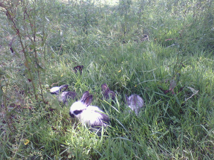 IMG_20150606_161149 - iepuri orfani