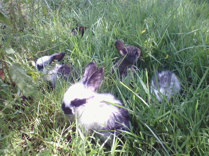IMG_20150606_161154 - iepuri orfani