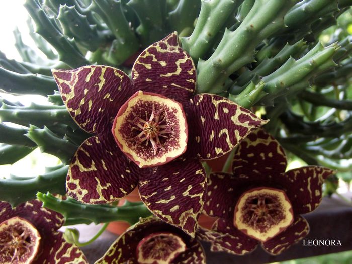 stapelia variegata