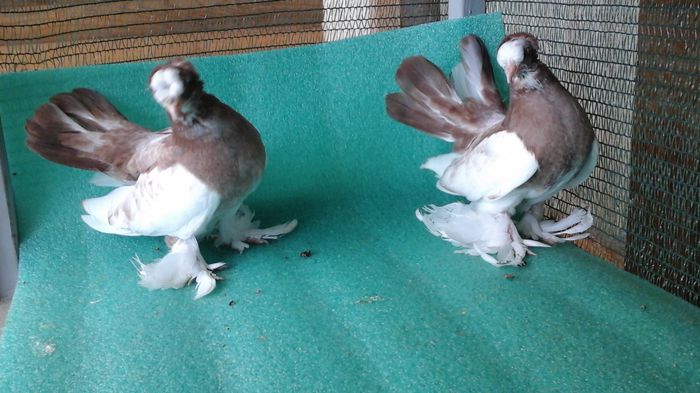 20150614_180218, inele: D 86 si 9879 (vandut) - au fost VANDUTI