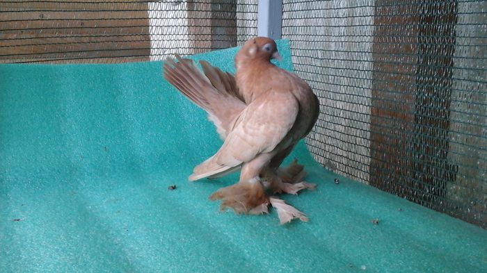 F 9882, 2015, vanduta