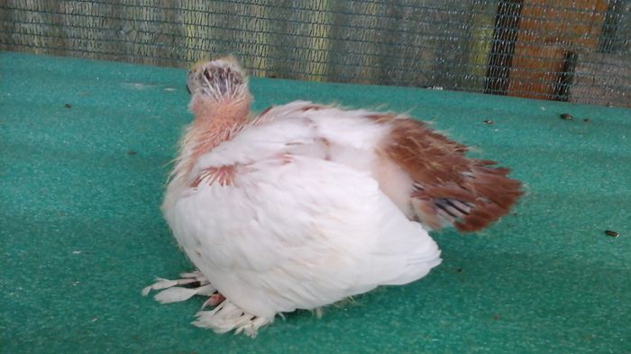 20150614_184659 - Orizonturi pt obtinerea de Nord Caucazian cu coada rosie  red tail pigeons