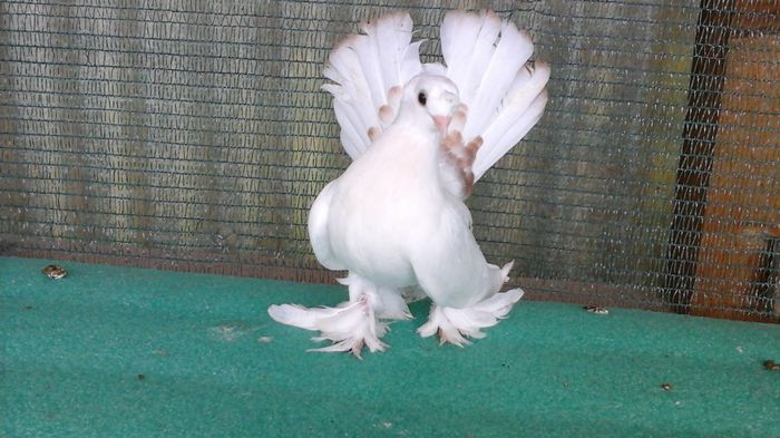 F 2015 - Orizonturi pt obtinerea de Nord Caucazian cu coada rosie  red tail pigeons