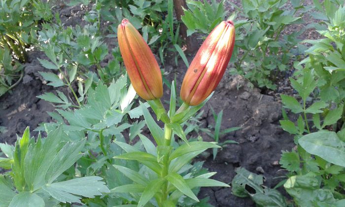 20150614_184654