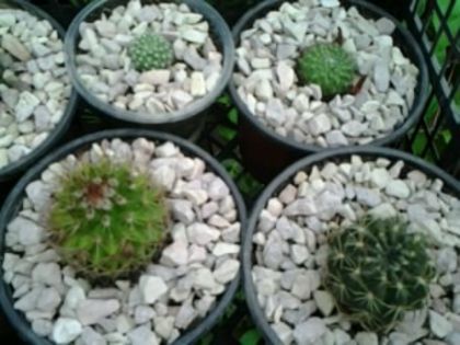 Fotografie0848 - Cactusi și suculente