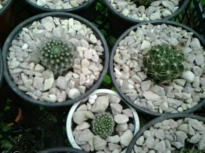 mul%u0163umesc Andreiandrei - Cactusi și suculente