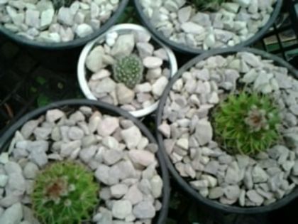 Fotografie0850 - Cactusi și suculente