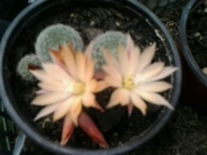 Ailostera heliosa - Cactusi și suculente