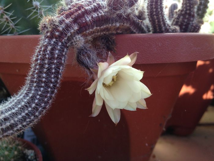14 iunie 2015 - Cactusi Suculente