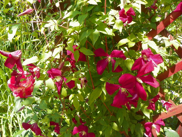 Mme. Julia Correvon - Clematite 2015