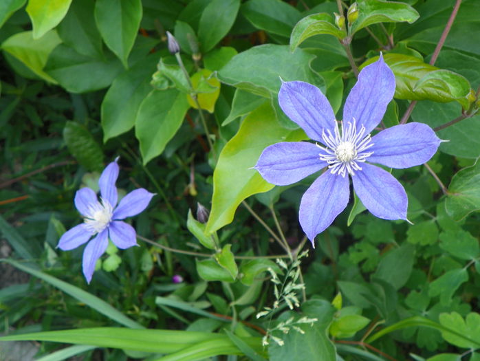 Arabella - Clematite 2015