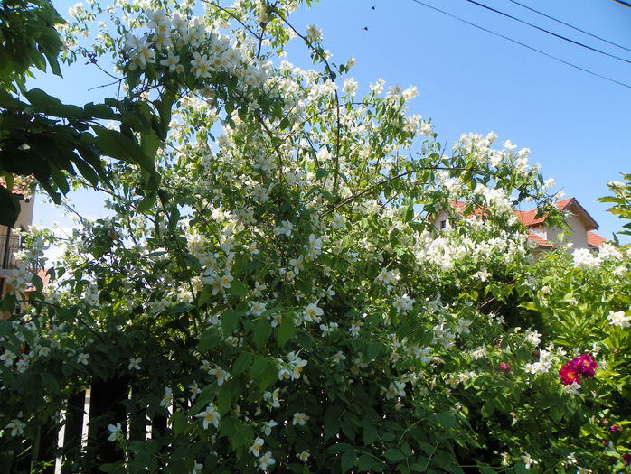 philadelphus inodorus - Copacei si arbusti 2015