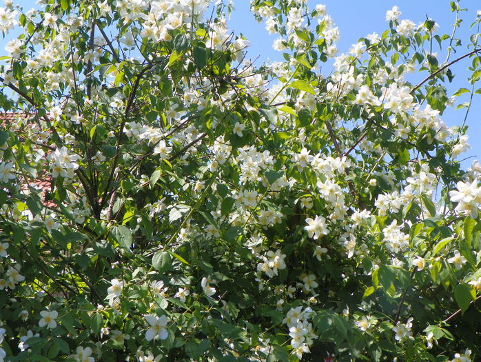 philadelphus inodorus - Copacei si arbusti 2015