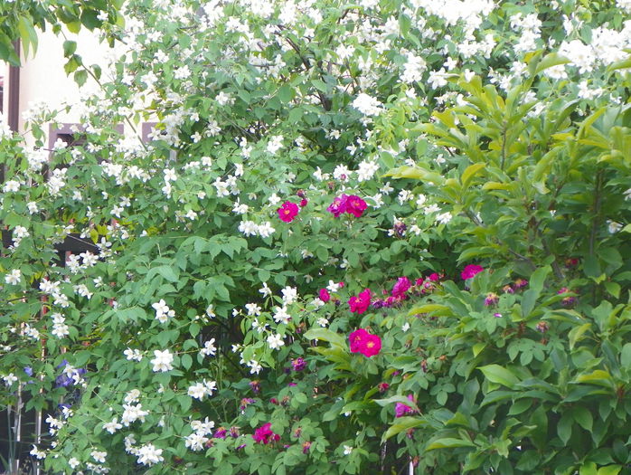 philadelphus inodorus - Copacei si arbusti 2015