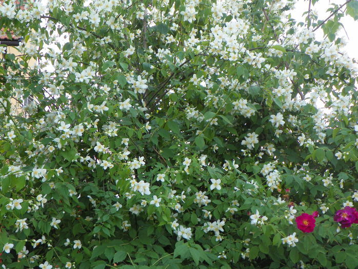 philadelphus inodorus - Copacei si arbusti 2015