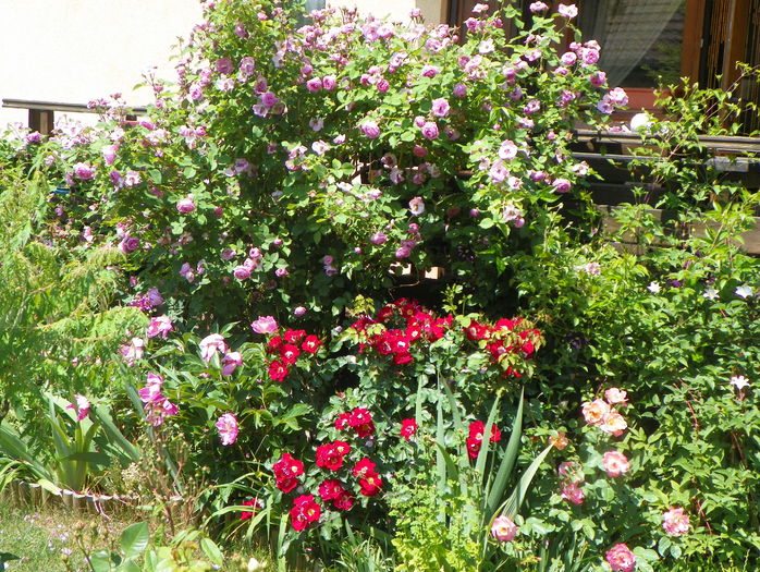 12 iun 106 - Gradina 2015
