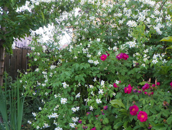 12 iun 115 - Gradina 2015