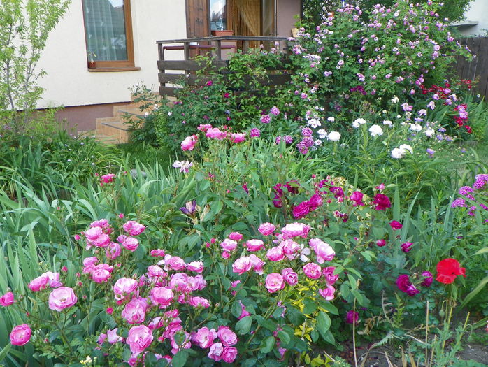 12 iun 121 - Gradina 2015
