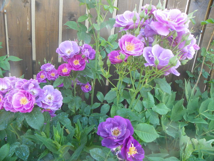 Rhapsody in Blue