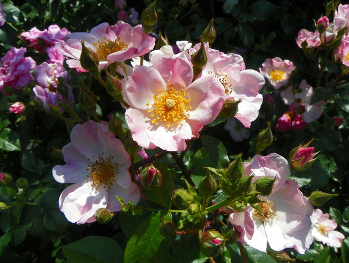 Rosy Cushion